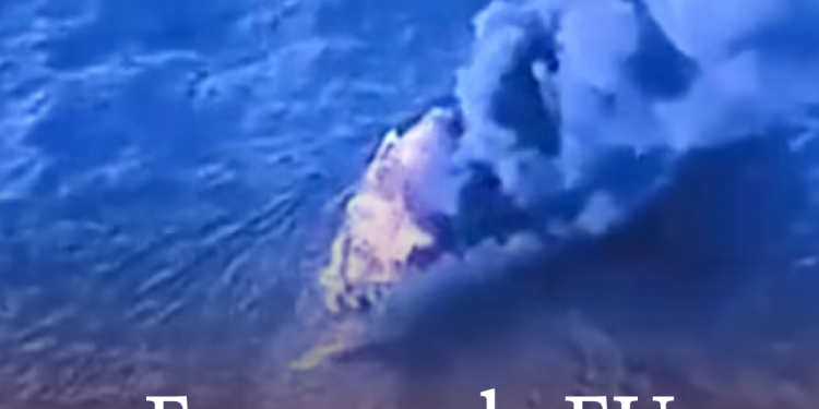 Hamas acepta plan de Trump para terminar guerra Gaza; piden negociaciones