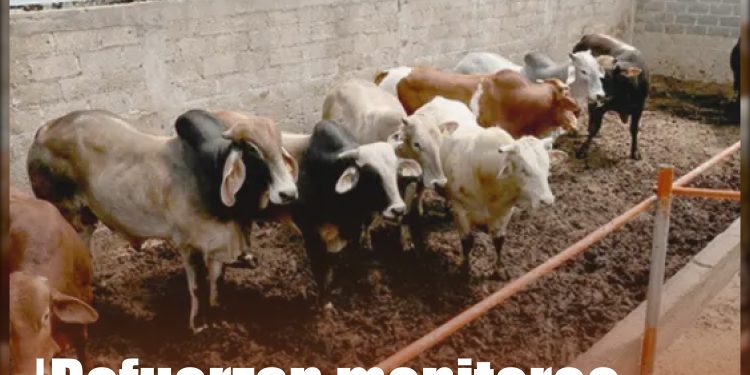 Vigilancia activa evita nuevos casos de gusano barrenador en frontera